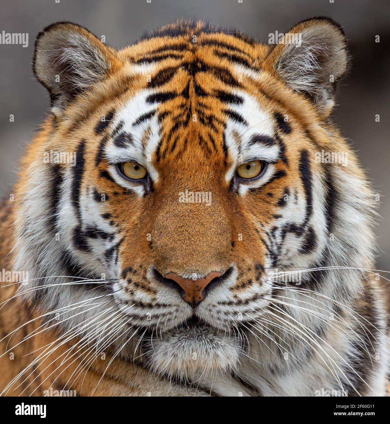 Gros plan frontal d'un tigre de Sibérie (Panthera tigris altaica) Banque D'Images