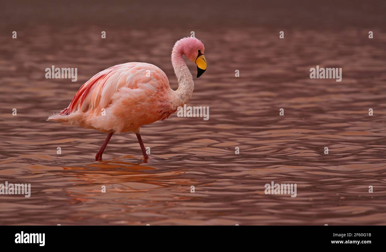 James Flamingo (Phoenicarrus jamesi) à Laguna Colorada (Bolivie) Banque D'Images