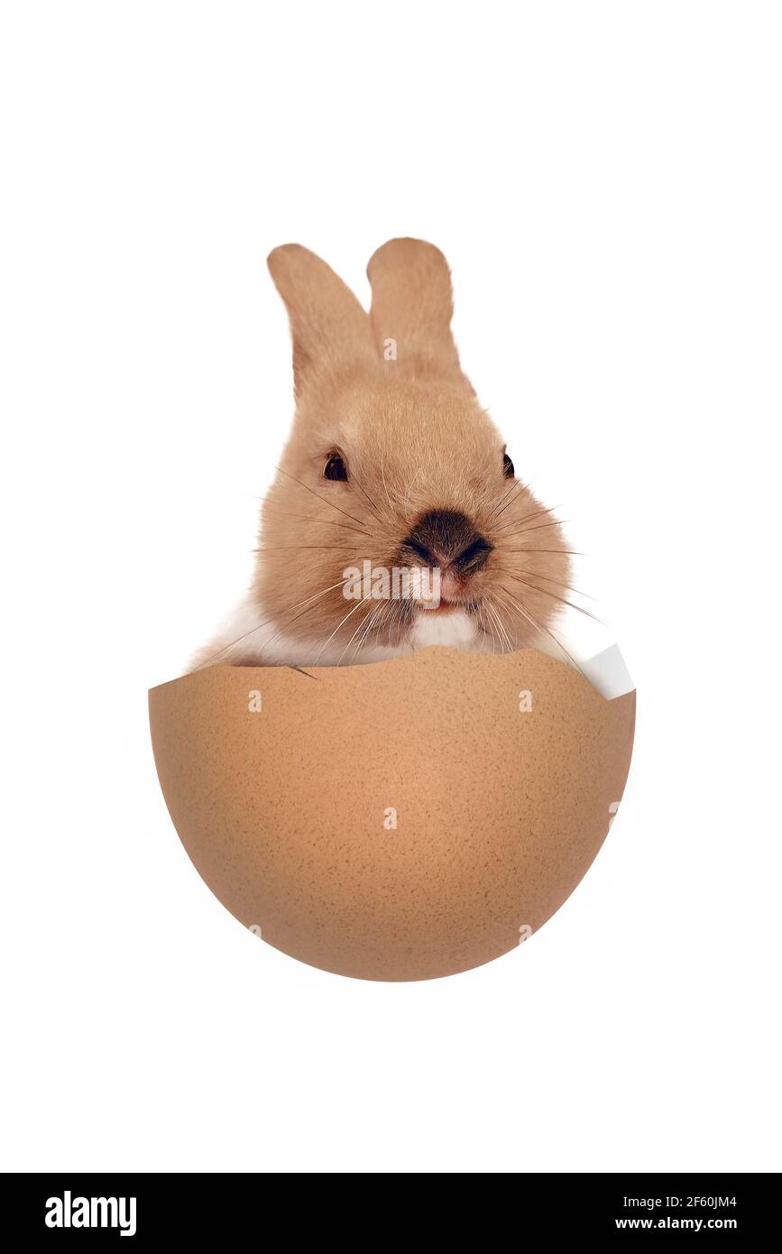 Bebe Lapin Banque D Images Detourees Alamy
