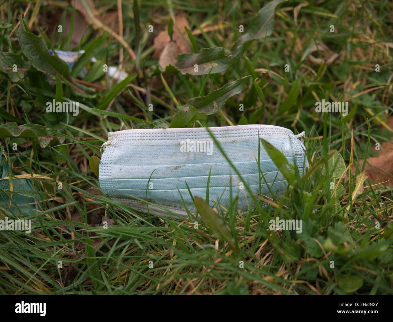 Un masque chirurgical bleu utilisé pour la protection de l'EPI COVID-19, jeté comme litière par une campagne rurale hedgerow causant la pollution de l'environnement Banque D'Images