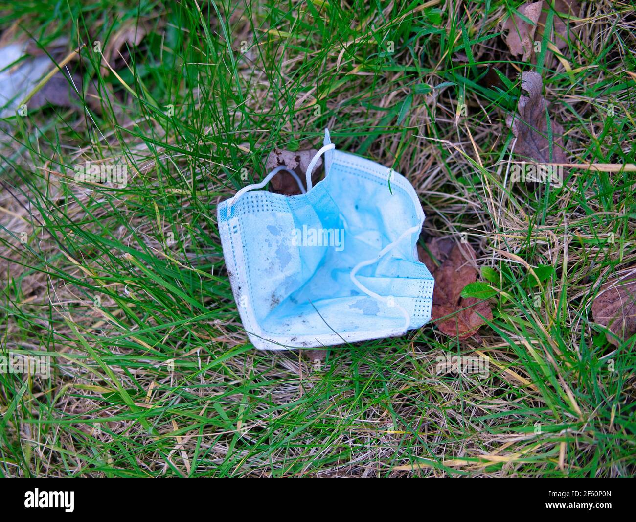 Un masque chirurgical bleu utilisé pour la protection de l'EPI COVID-19, jeté comme litière par une campagne rurale hedgerow causant la pollution de l'environnement Banque D'Images