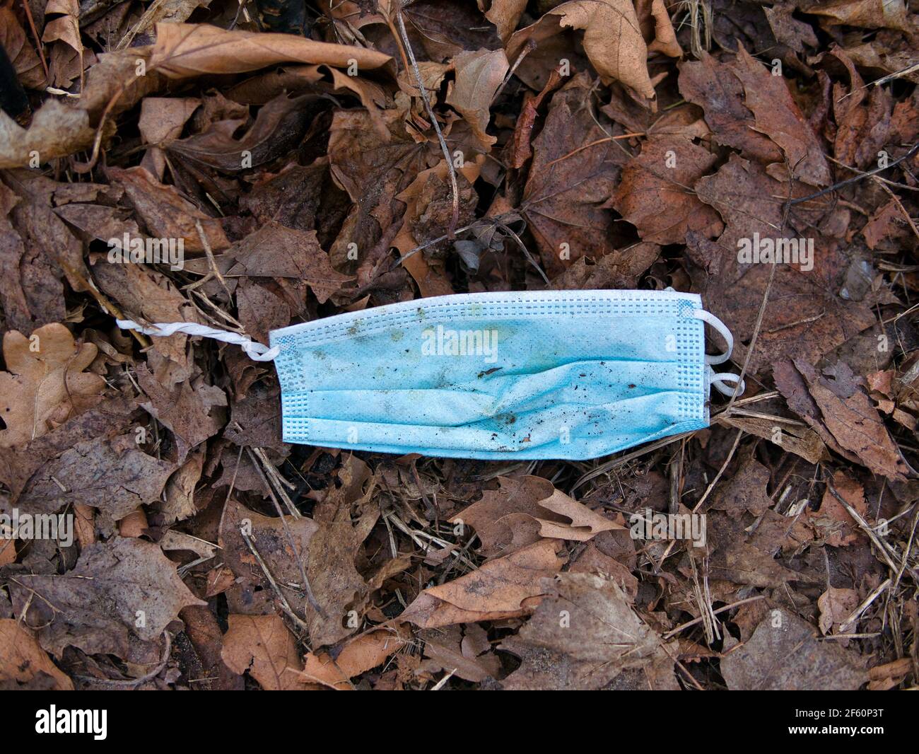 Un masque chirurgical bleu utilisé pour la protection de l'EPI COVID-19, jeté comme litière par une campagne rurale hedgerow causant la pollution de l'environnement Banque D'Images