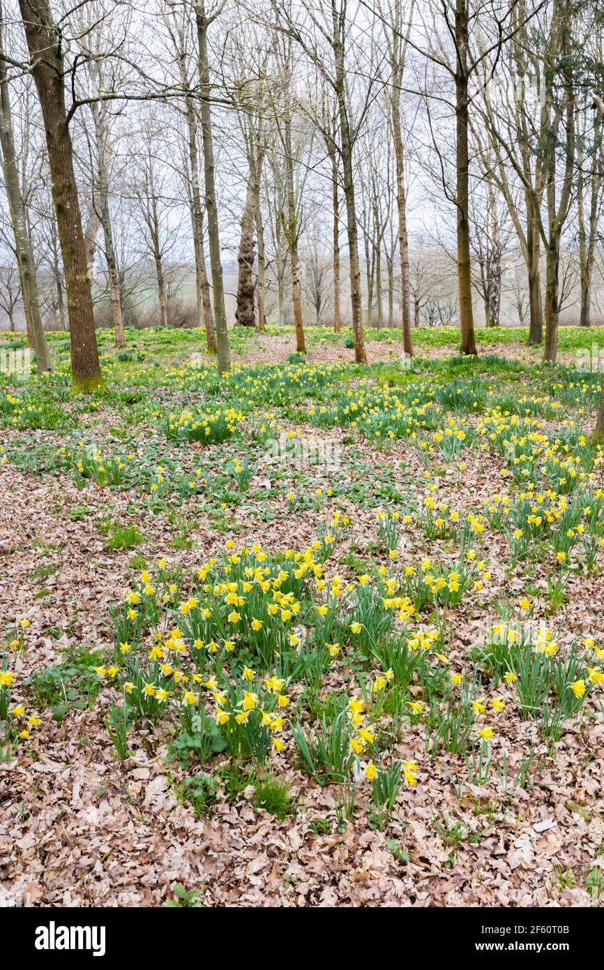 Un tapis de jonquilles sauvages qui poussent dans les bois à Petworth Park, Petworth, West Sussex, au sud-est de l'Angleterre, au printemps Banque D'Images