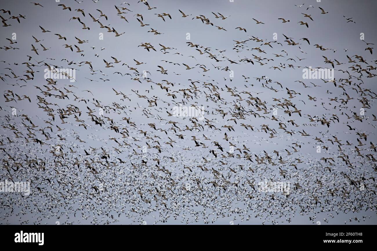 Des milliers d'Oies des neiges en migration ( Chen caerulescens ) quittent Bourget, en Ontario, au Canada Banque D'Images