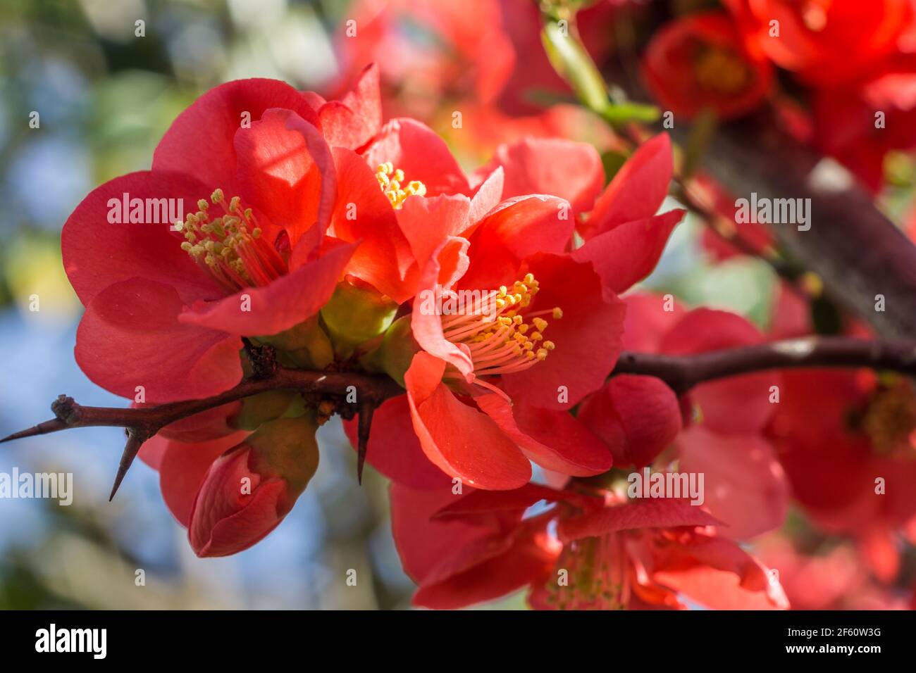 Coing japonais à fleurs vives ou branche de Chaenomeles japonica couverte de fleurs rouges sur fond flou au soleil Banque D'Images