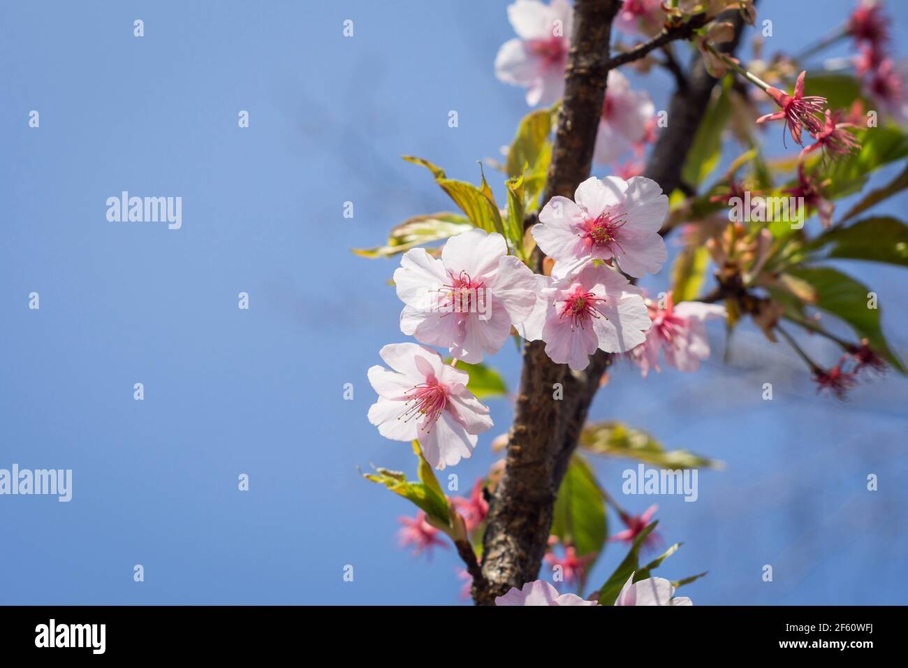 Kawazu ou Kawazuzakura sakura fleurit à Nara, au Japon, fin mars, ce qui signifie le début du printemps Banque D'Images
