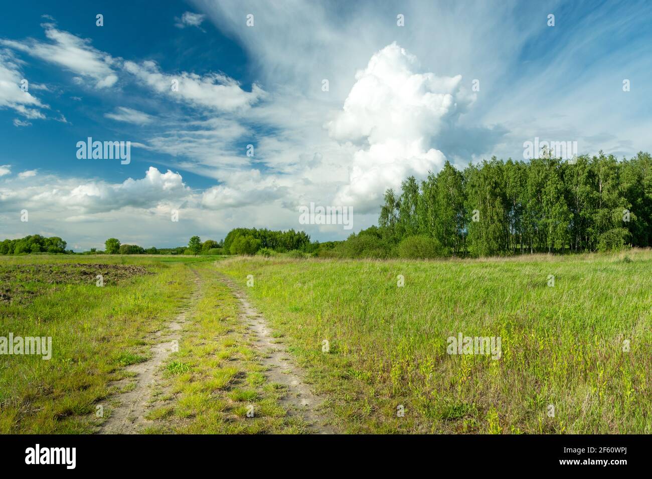 Route de campagne à travers les prés, les arbres et le grand nuage blanc sur le ciel, Zarzecze, Lubelskie, Pologne Banque D'Images
