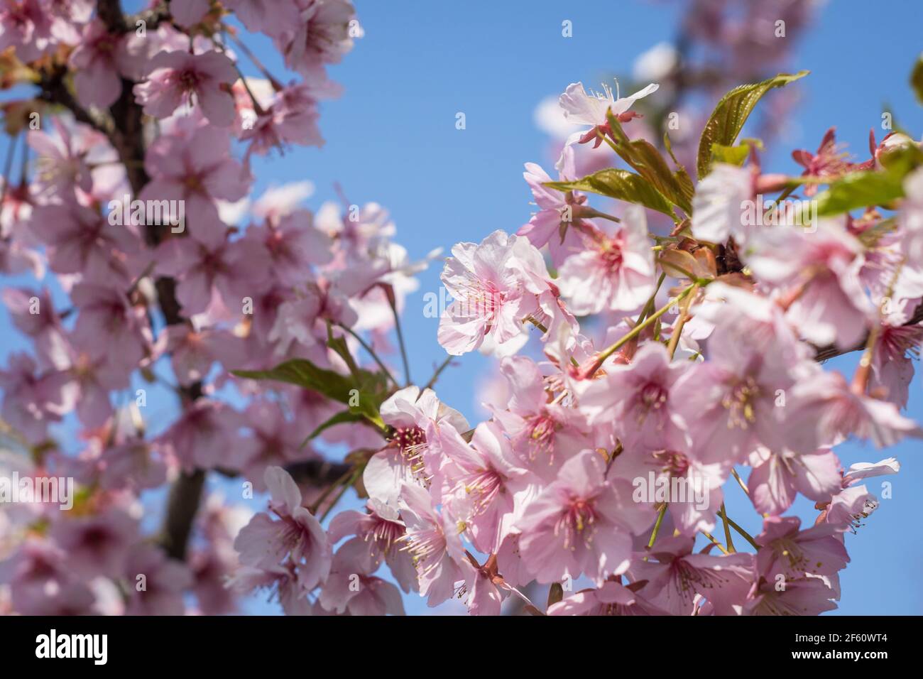 Somei Yoshino sakura fleurit à Nara, au Japon, fin mars, ce qui signifie le début du printemps Banque D'Images