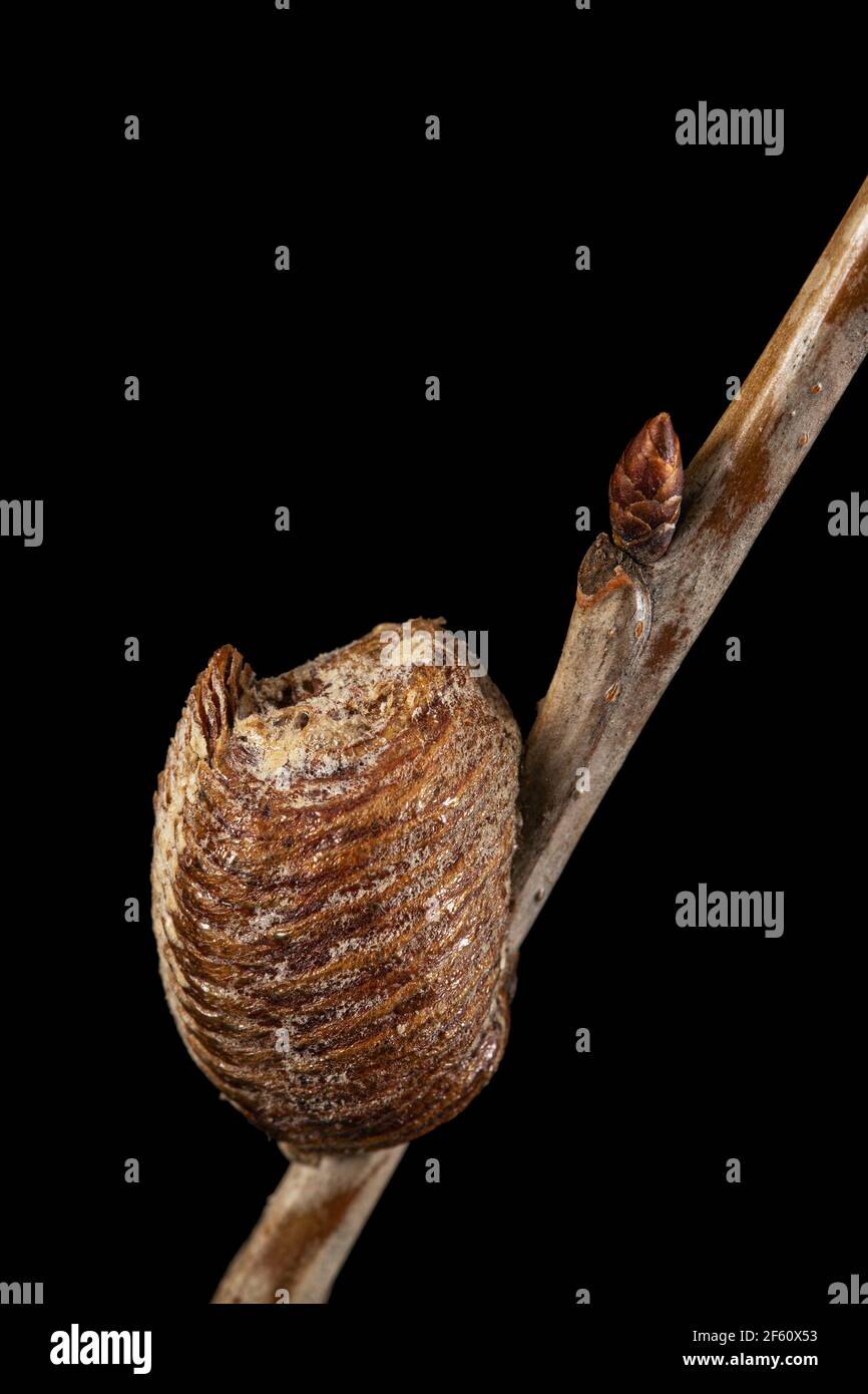 En gros plan, la mastica, formée par des femelles priant la mante sur une branche de cerises. Un apace est un type de masse d'oeufs faite par des mantises. Isolé sur fond noir Banque D'Images