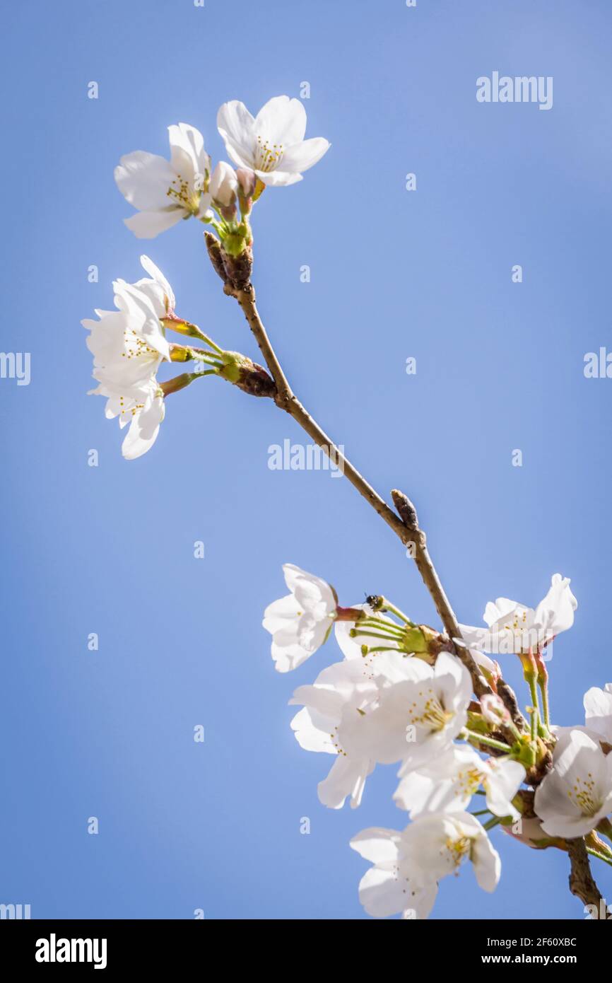 Somei Yoshino sakura fleurit à Nara, au Japon, fin mars, ce qui signifie le début du printemps Banque D'Images