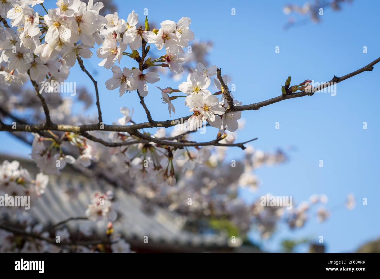 Somei Yoshino sakura fleurit à Nara, au Japon, fin mars, ce qui signifie le début du printemps Banque D'Images