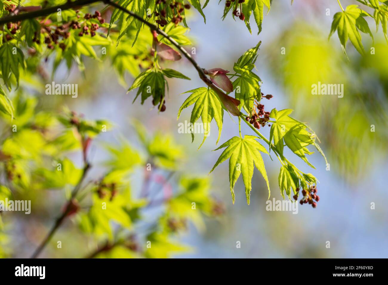 Jeunes feuilles d'érable vert Acer palmatum, ou feuilles d'érable japonais au soleil de printemps à Nara Park, au Japon Banque D'Images