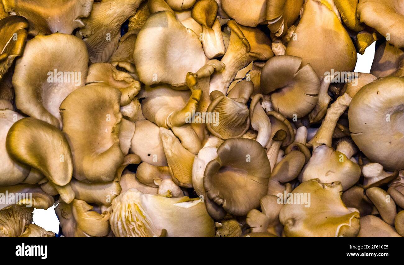 Champignons à huîtres sur le marché agricole Banque D'Images