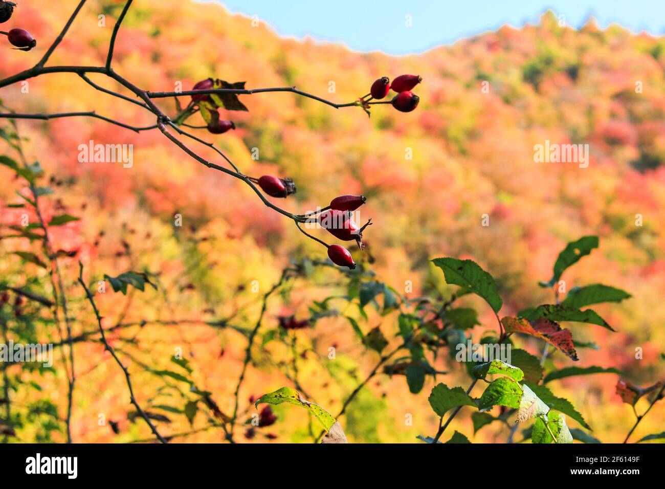 Des hanches roses dans une forêt de montagne. Banque D'Images