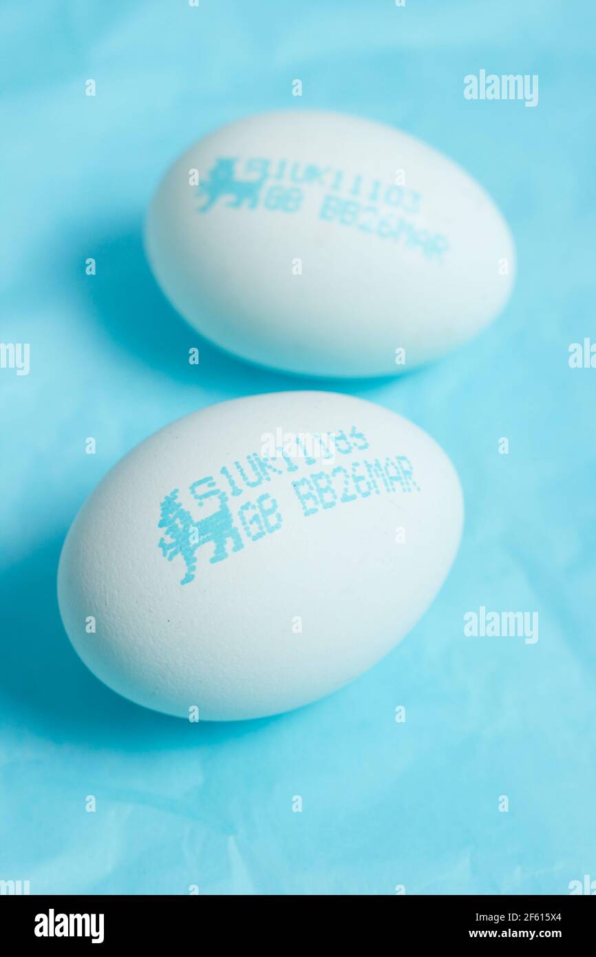Œufs bleus. British Lion Eggs. Sécurité alimentaire. Œufs de poule bleus affichant le cachet des œufs de lion britanniques, un programme de sécurité alimentaire britannique. Banque D'Images