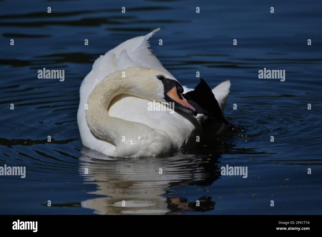 White Mute Swan assis sur l'eau à Scarborough Mere - Cygnus Olor - oiseau majestueux, fort et puissant - sauvagine - Royaume-Uni Banque D'Images