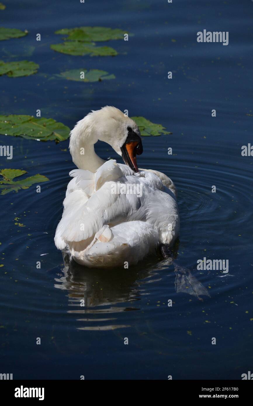 White Mute Swan assis sur l'eau à Scarborough Mere - Cygnus Olor - oiseau majestueux, fort et puissant - sauvagine - Royaume-Uni Banque D'Images
