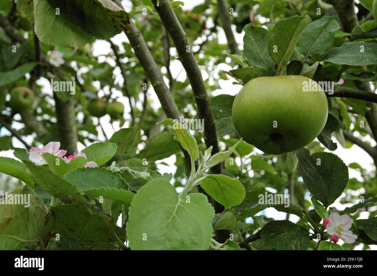 Plantule de Bramley (Malus domestica) montrant à la fois des fruits et des fleurs en maturation. Septembre West Sussex Coastal Plain, Chichester Plain, Angleterre, U Banque D'Images