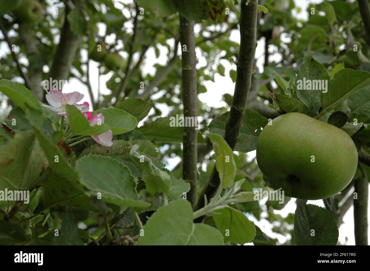 La plantule de Bramley, (Malus domestica) montrant à la fois des fruits et des fleurs en phase de maturation. Septembre, West Sussex Coastal Plain, Chichester Plain, Angleterre, Banque D'Images