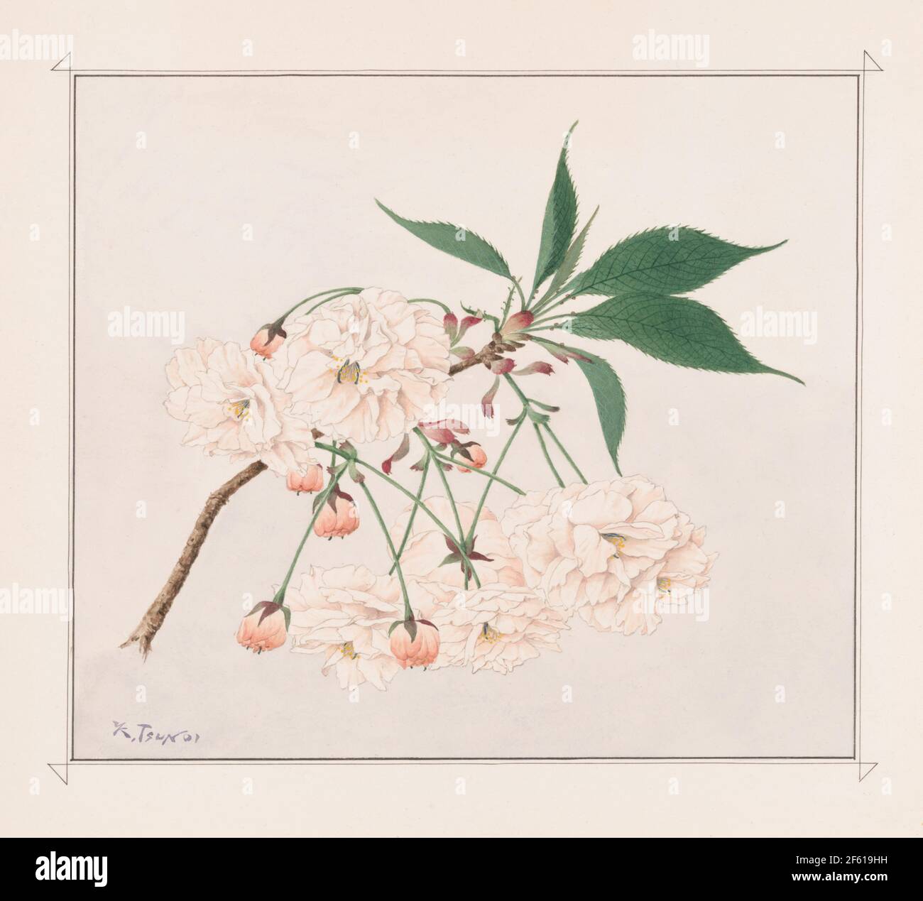 Fugenzo, fleurs de cerisier d'éléphant de Fugen Banque D'Images