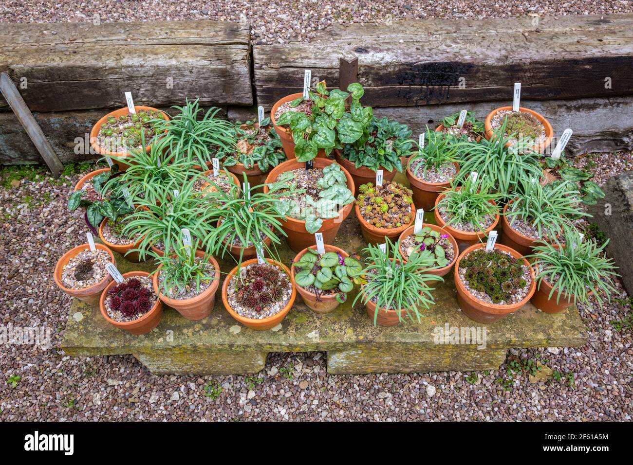 Plantes en pots d'argile dans un jardin Banque D'Images