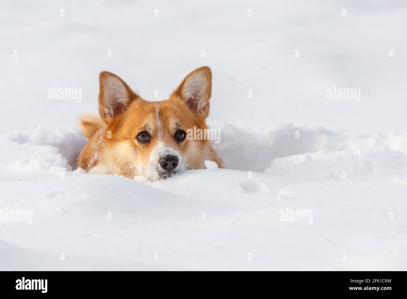 Le gilet chien Welsh Corgi joue en hiver neige pour une promenade Banque D'Images