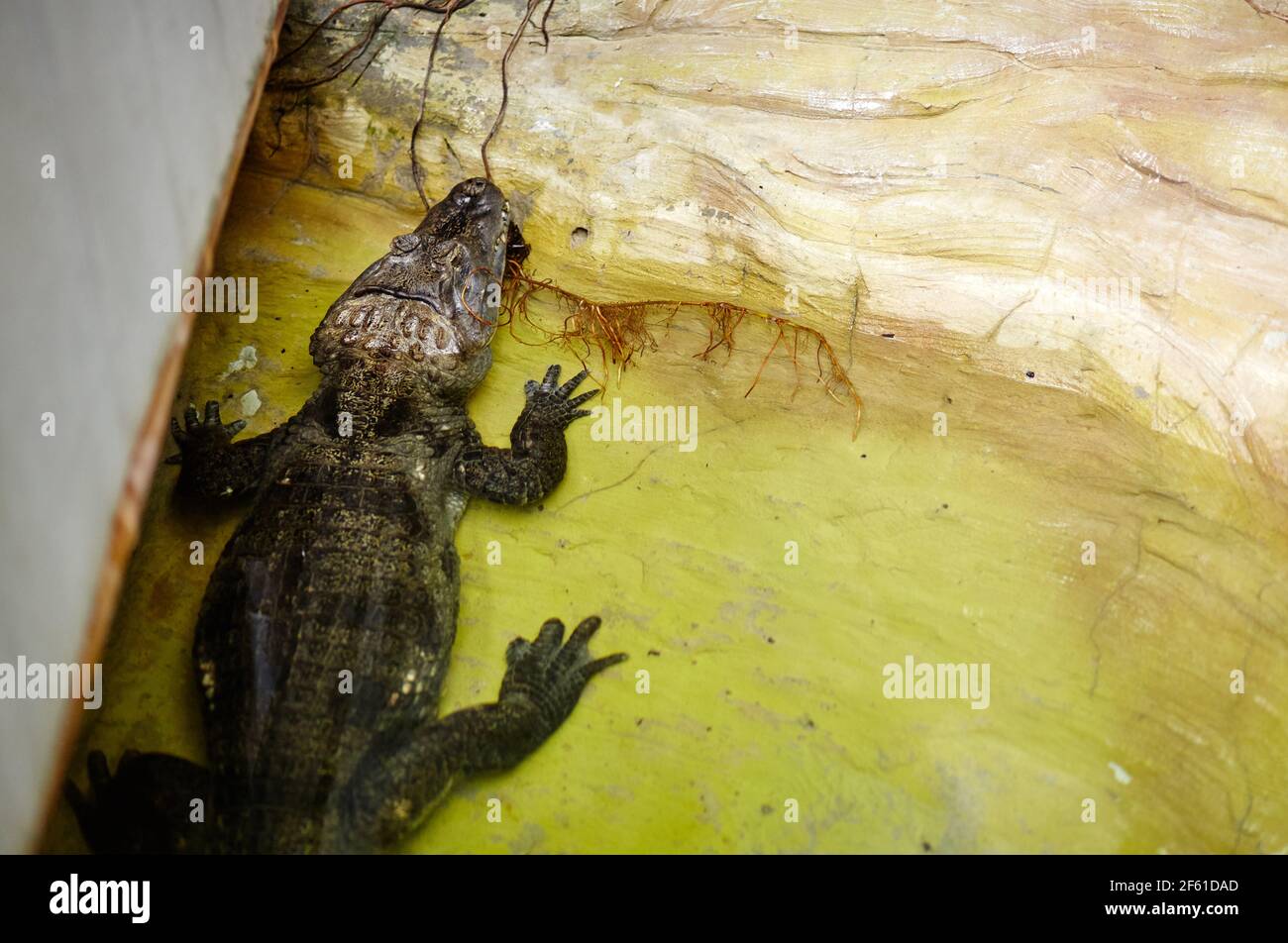 Bask crocodile au soleil. Le crocodile repose au zoo Banque D'Images