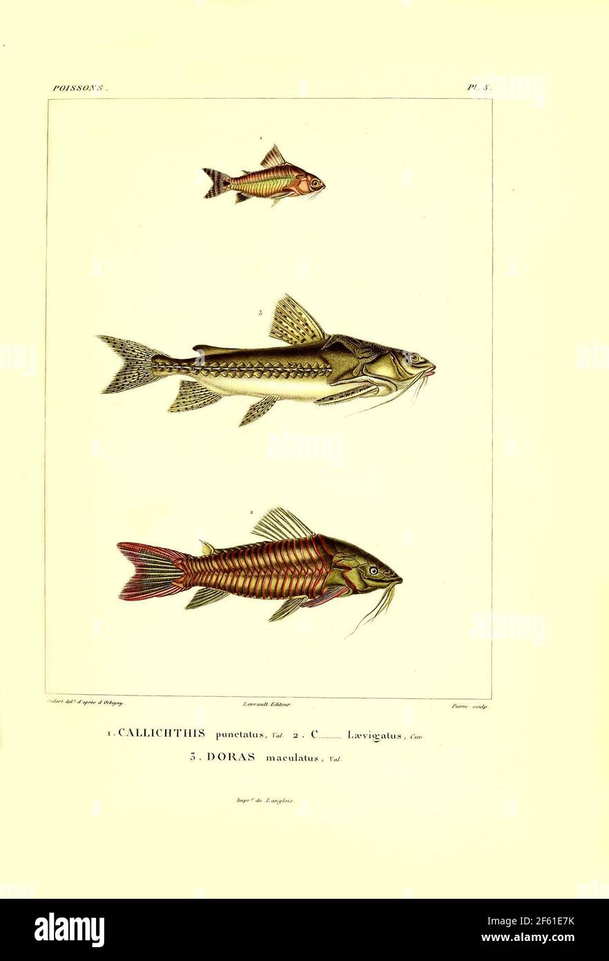 Illustration du poisson sud-américain Banque D'Images