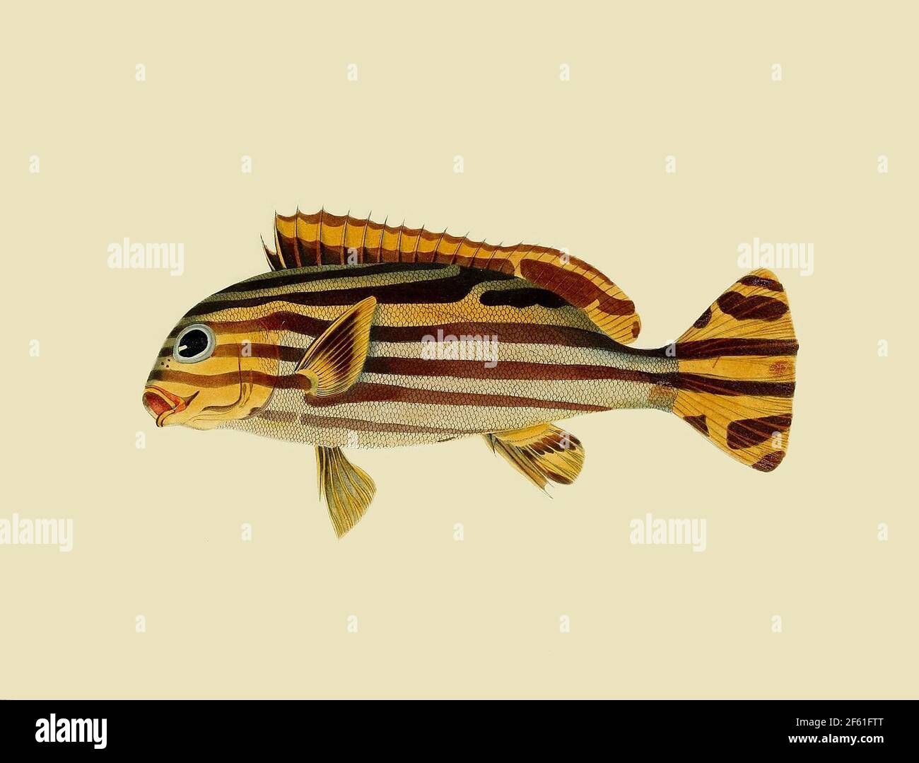 Illustration des Sweetlips orientales de l'océan Indien Banque D'Images