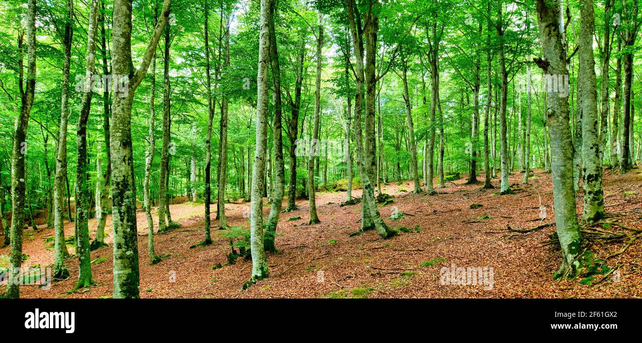 Arbres dans un bois de hêtre. Banque D'Images