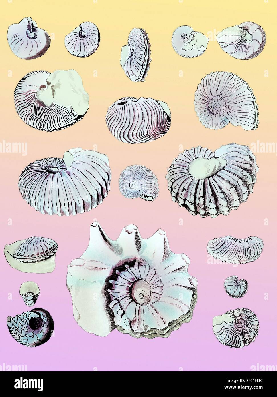 Fossiles de Nautili crétacé et d'ammonium Banque D'Images