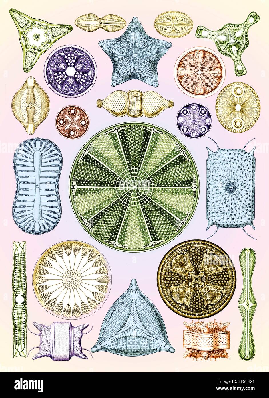 Ernst Haeckel, diatomées, micro-algues Banque D'Images