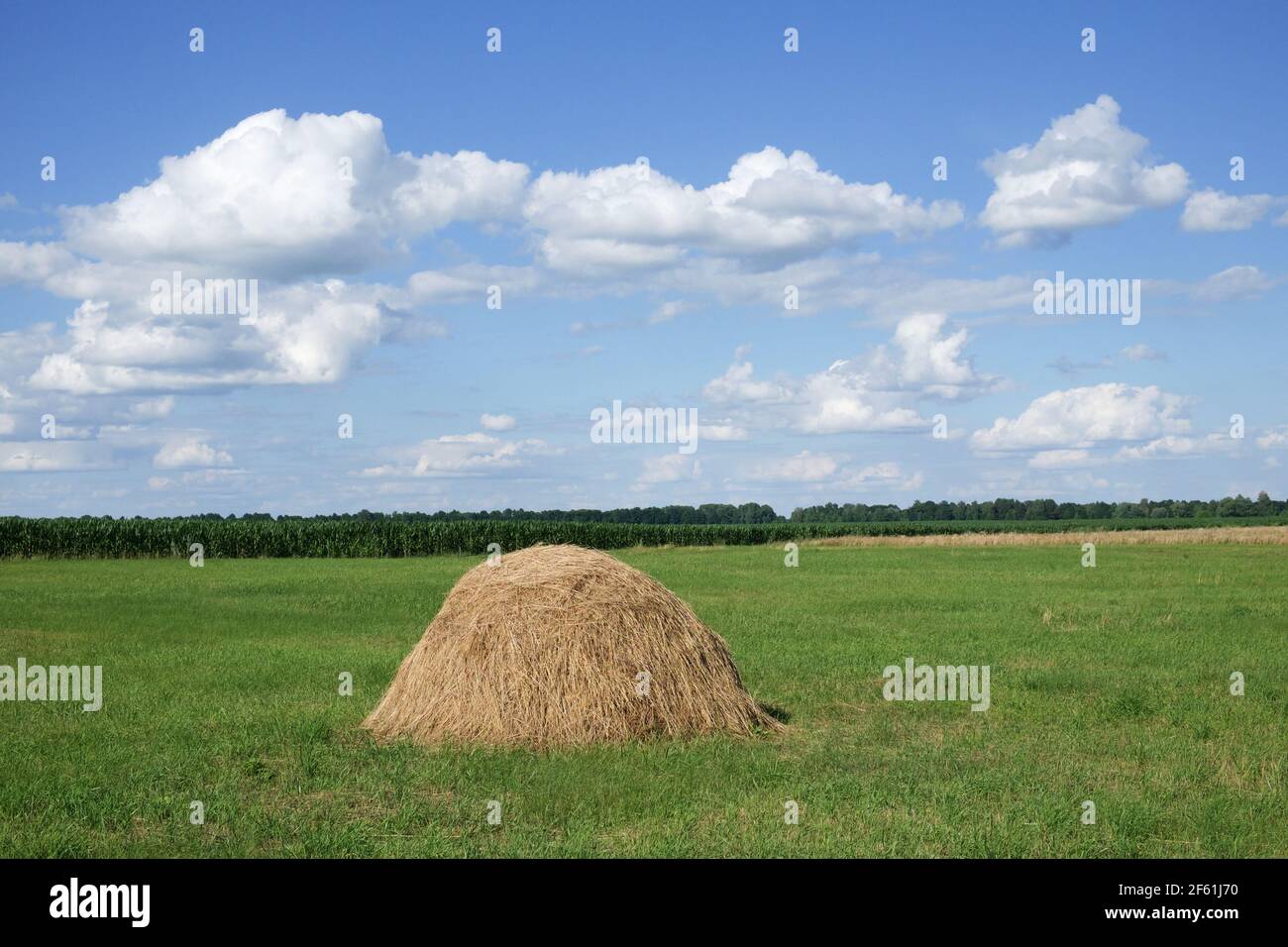 Des botte de foin sur une prairie verte sous un ciel bleu. Paysage pastoral pittoresque. Terres agricoles par une journée d'été claire. Cumulus blancs dans le ciel bleu. Banque D'Images