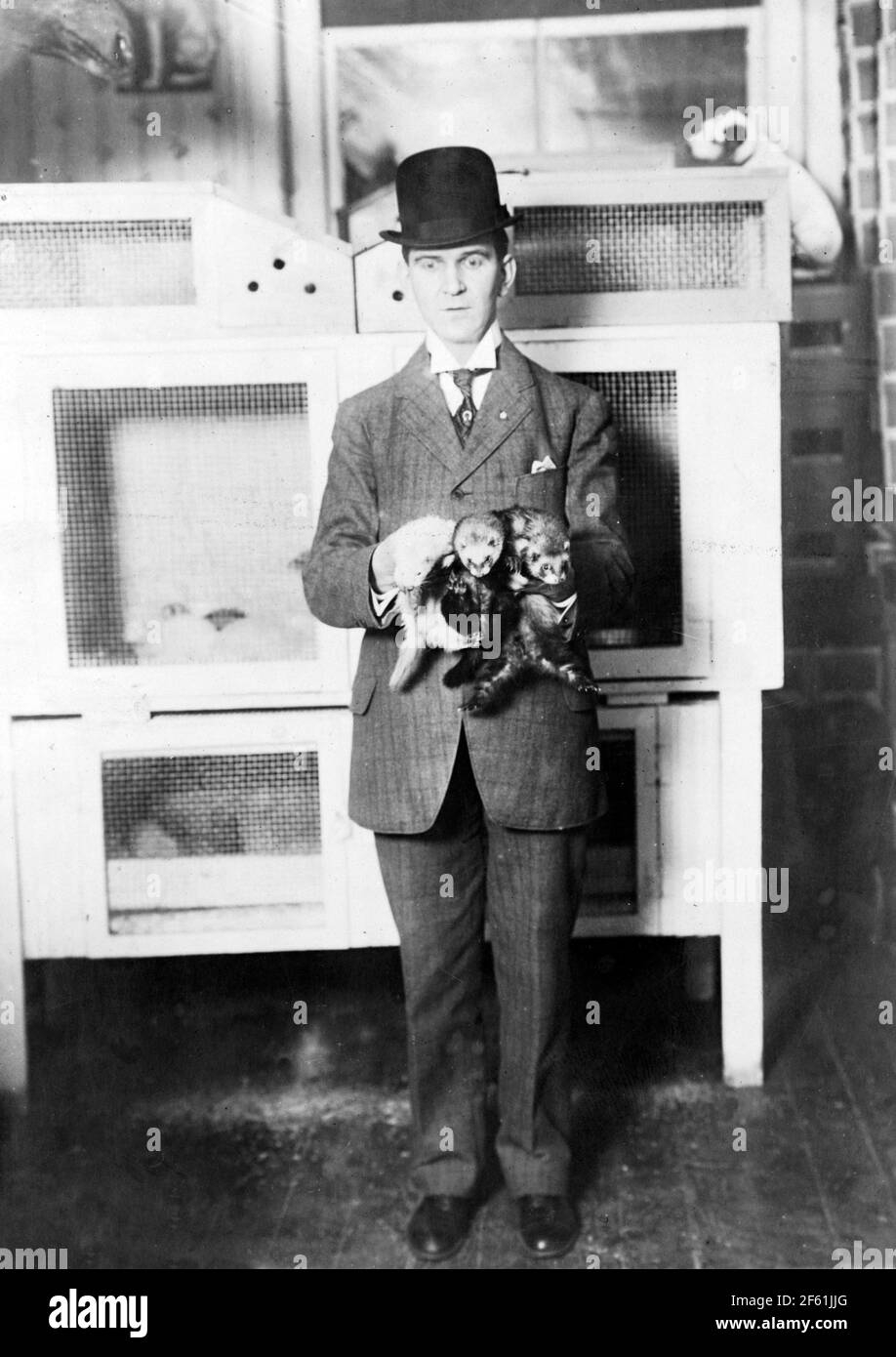 Catcher de rat avec furets, 1920 Banque D'Images