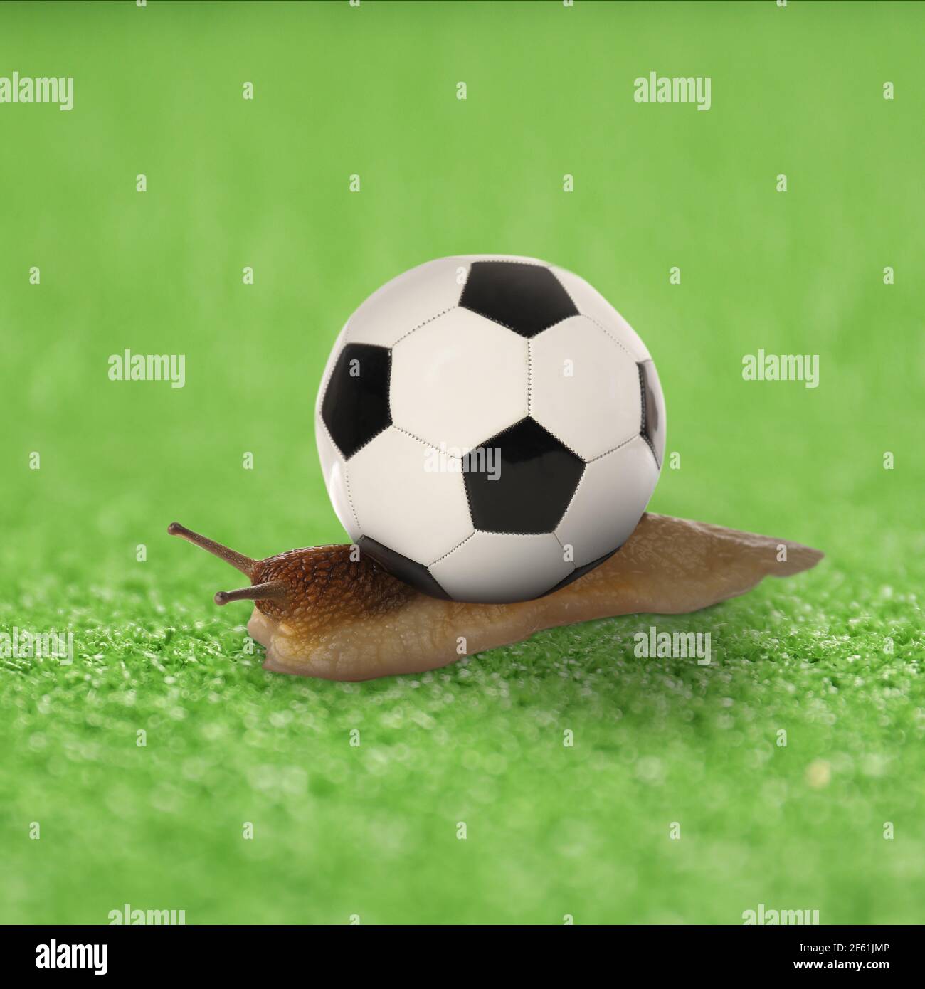 Escargot de Grapevine avec ballon de football au lieu de coquille sur vert  champ Photo Stock - Alamy