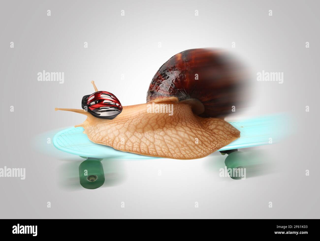 Escargot géant de l'Achatina sur le skateboard sur fond gris Banque D'Images