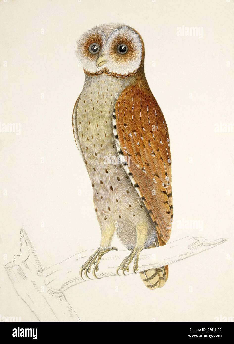 Bay Owl, illustration, 1824 Banque D'Images