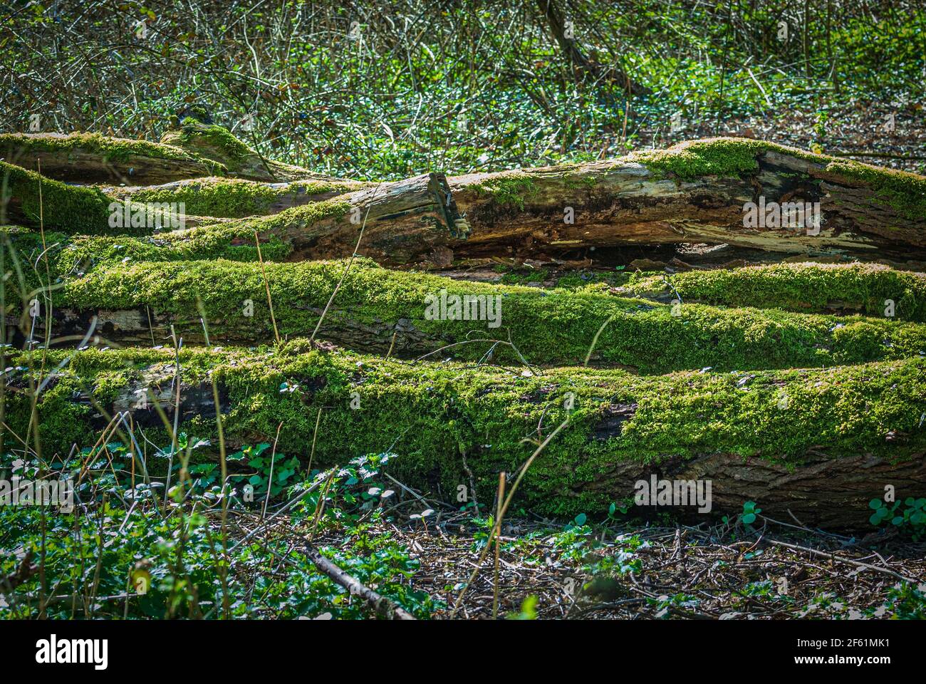 Arbres tombés couverts de mousse. Banque D'Images
