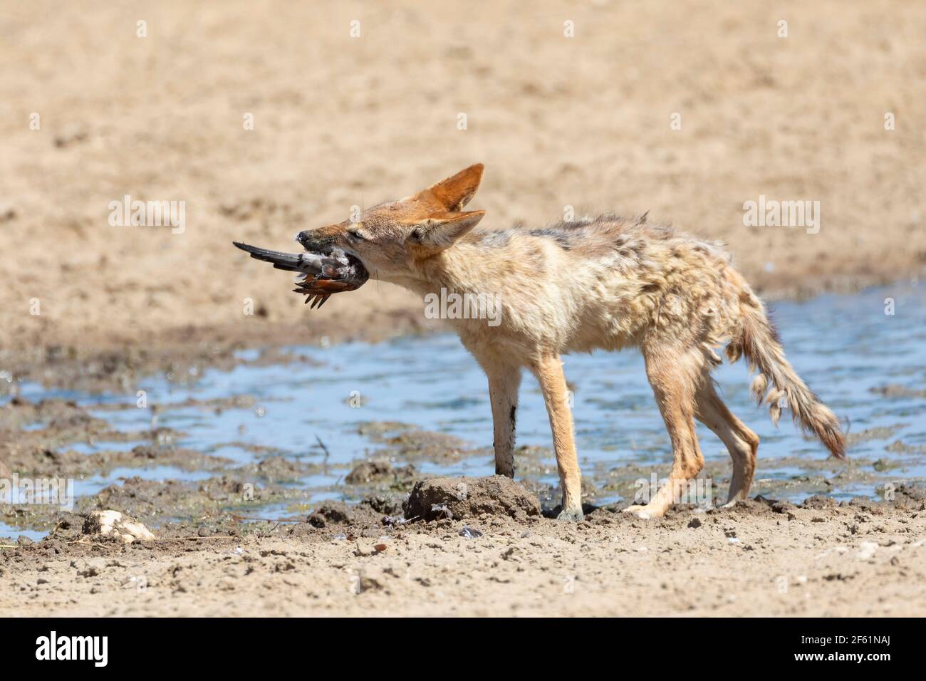 Femelle Jackal à dos noir (Canis mesomelas) avec la proie de Namaqua Dove au trou d'eau de Polentswa, parc transfrontalier de Kgalagadi, kalahari, Cap Nord, Sou Banque D'Images