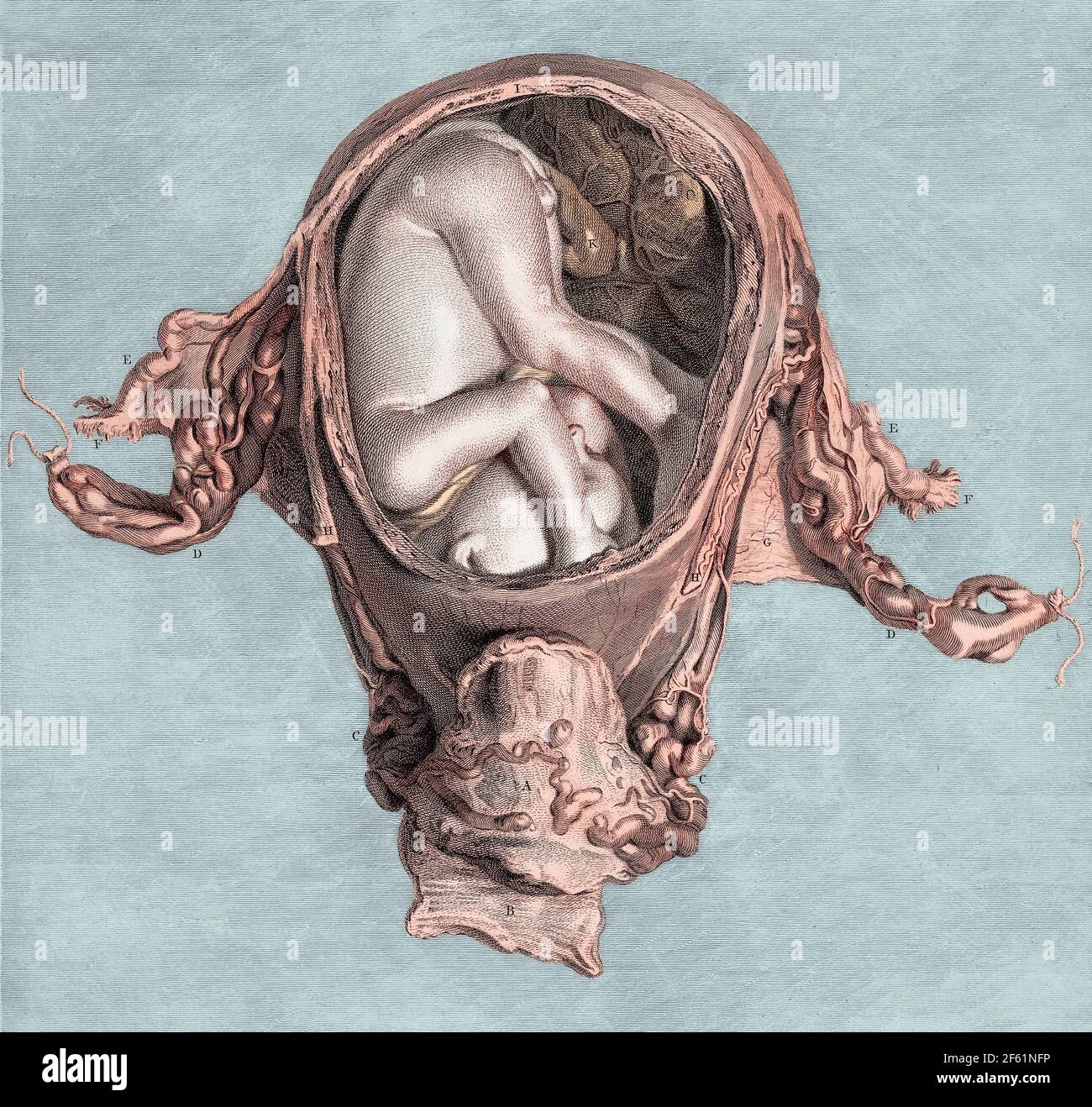 Fœtus in utero à six mois, Illustration Banque D'Images