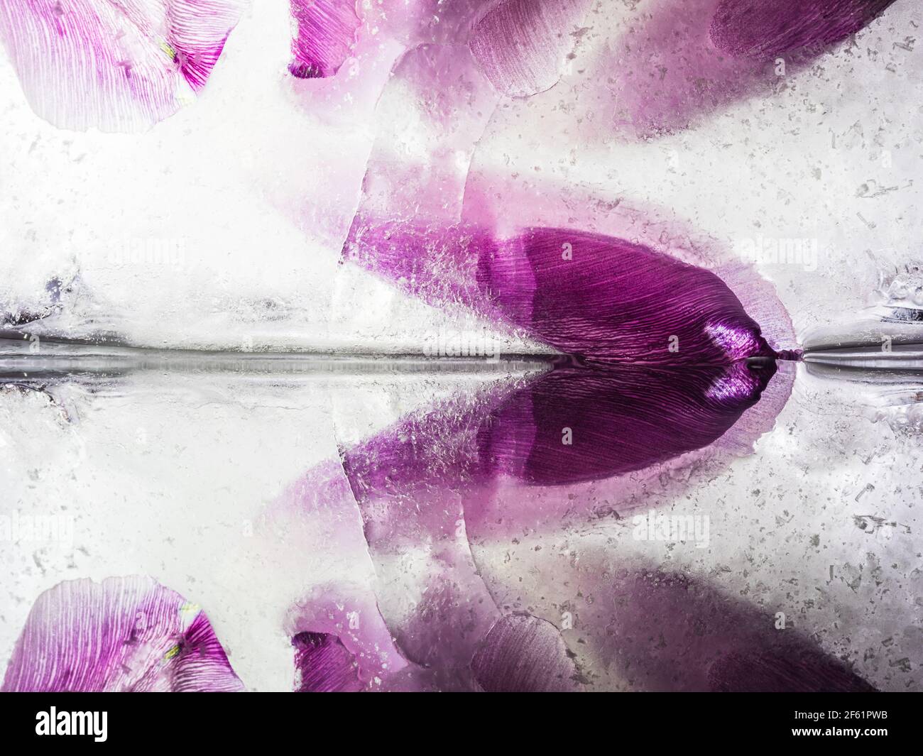 Réflexion de tulipe gelée dans la glace Banque D'Images