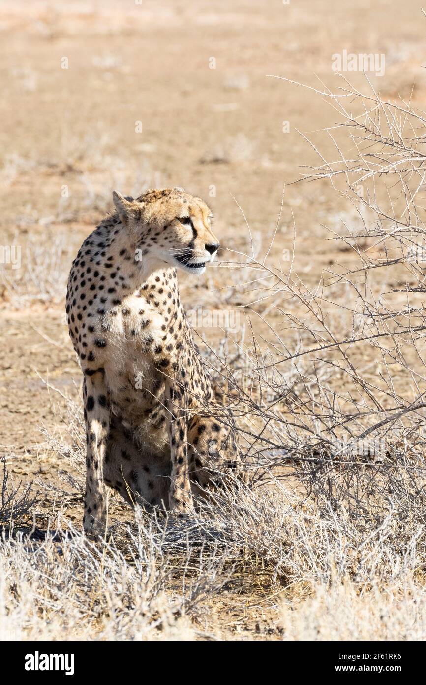 Le Cheetah africain féminin (Acinonyx jubatus) Parc transfrontalier de Kgalagadi, Kalahari, Cap du Nord, Afrique du Sud, Cheetah africain sont classés comme Vullab Banque D'Images