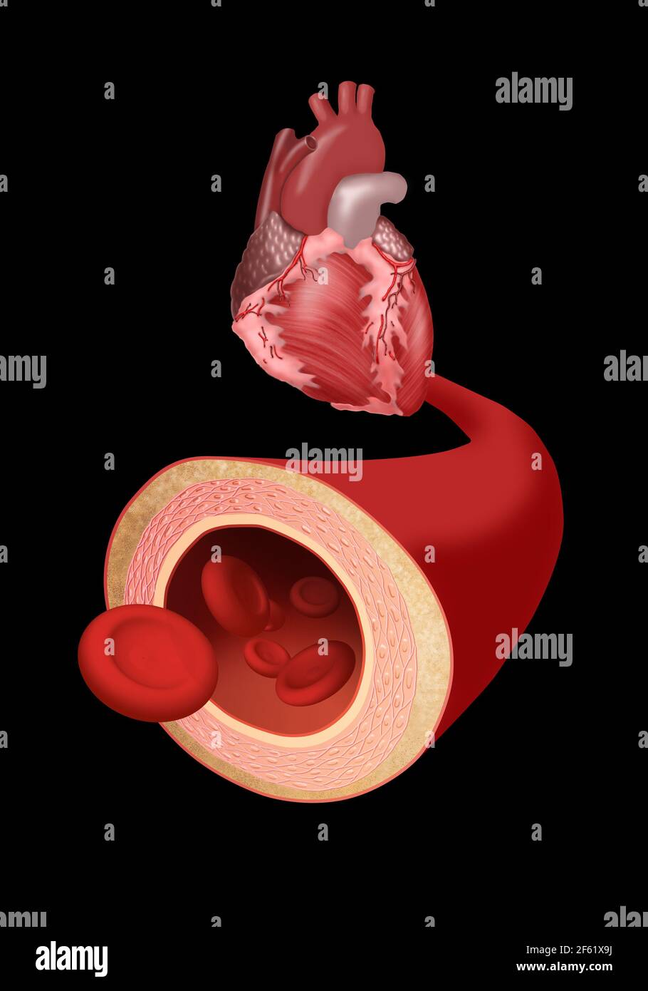 Cœur et artère Banque D'Images