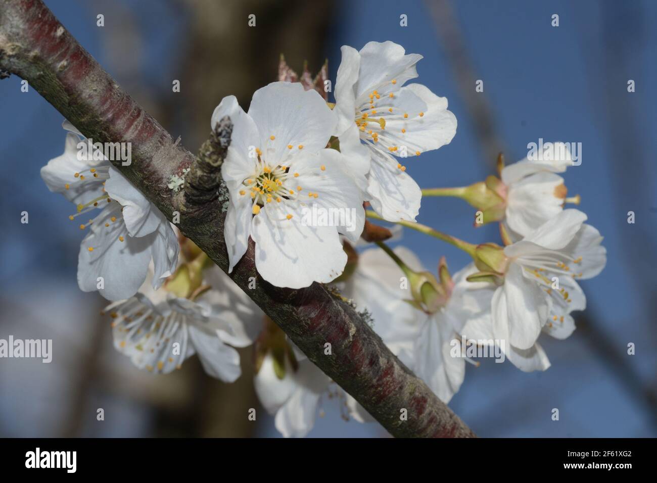 vue rapprochée des cerisiers en fleurs d'une branche contre le fond bleu ciel Banque D'Images