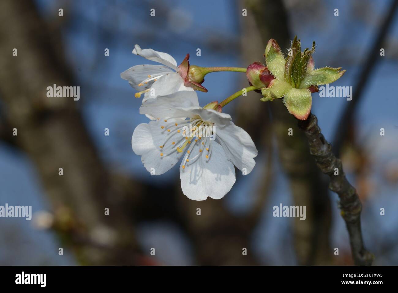 vue rapprochée des cerisiers en fleurs d'une branche contre le fond bleu ciel Banque D'Images
