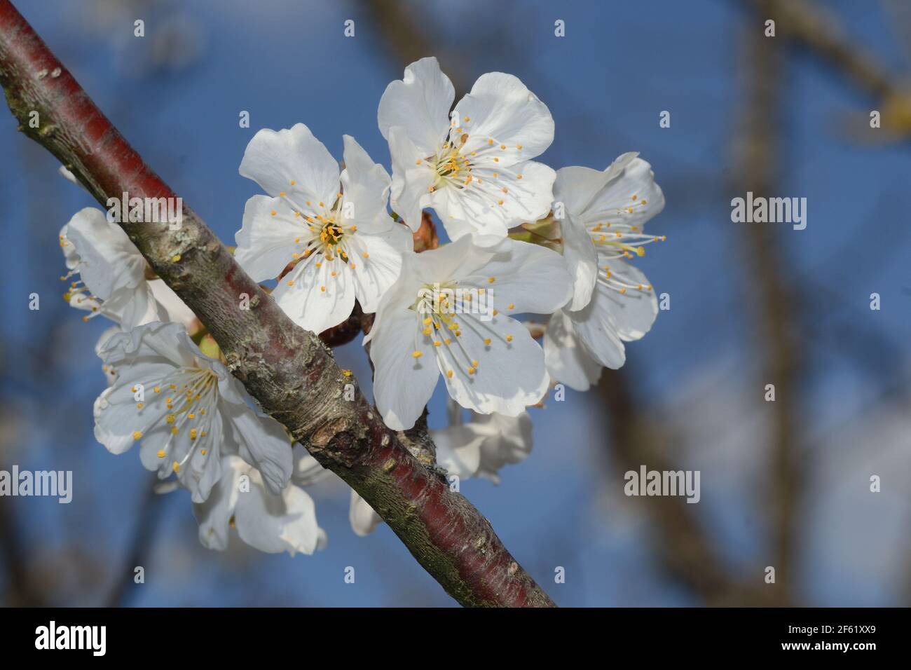 vue rapprochée des cerisiers en fleurs d'une branche contre le fond bleu ciel Banque D'Images