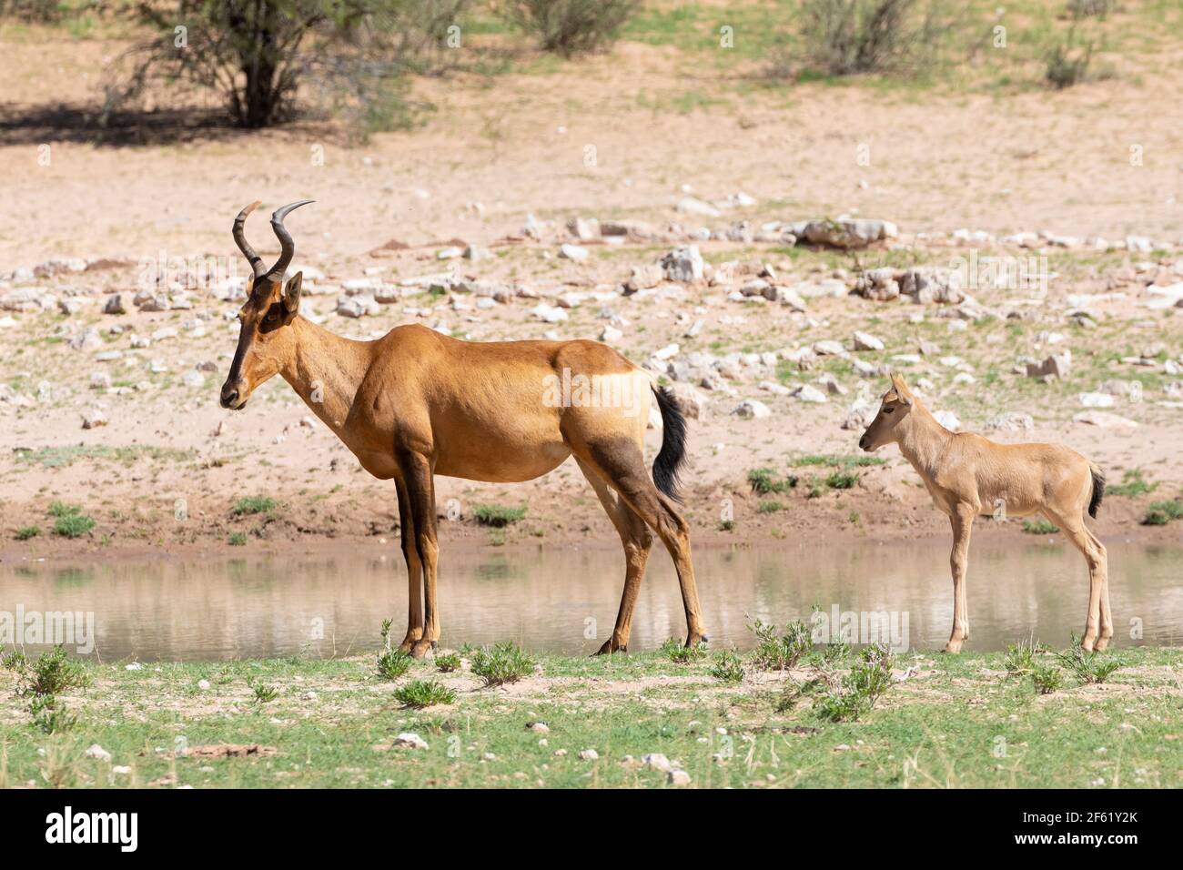 Hartebeest rouge (Alcelaphus buselaphus / caama) Parc transfrontalier Kgalagadi, Kalahari, Cap Nord, Afrique du Sud Banque D'Images