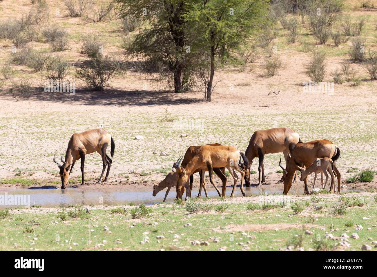 Hartebeest rouge (Alcelaphus buselaphus / caama) petit troupeau qui boit dans un trou d'eau de la rivière Auob, parc transfrontalier Kgalagadi, Kalahari, Nord Banque D'Images