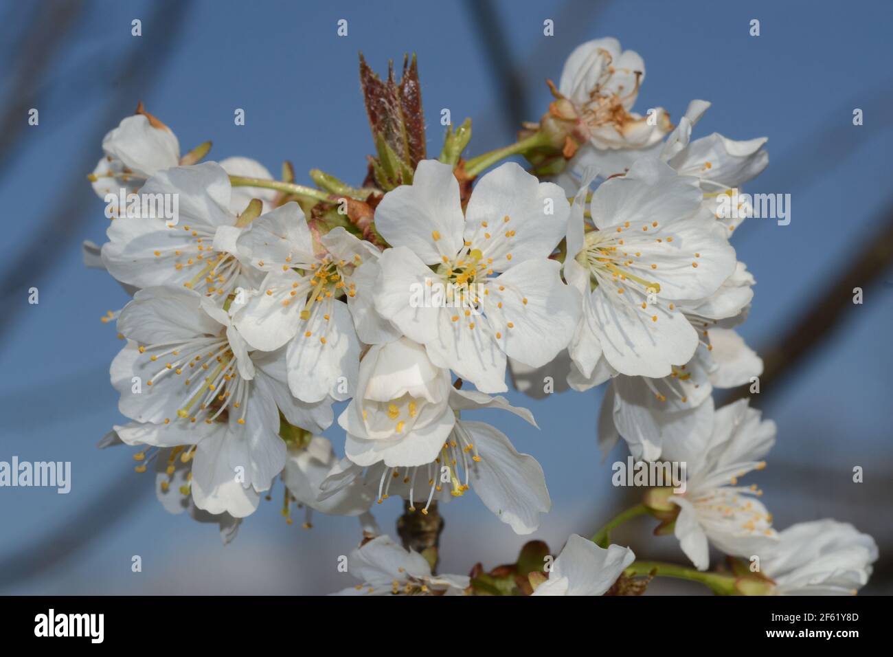 vue rapprochée des cerisiers en fleurs d'une branche contre le fond bleu ciel Banque D'Images