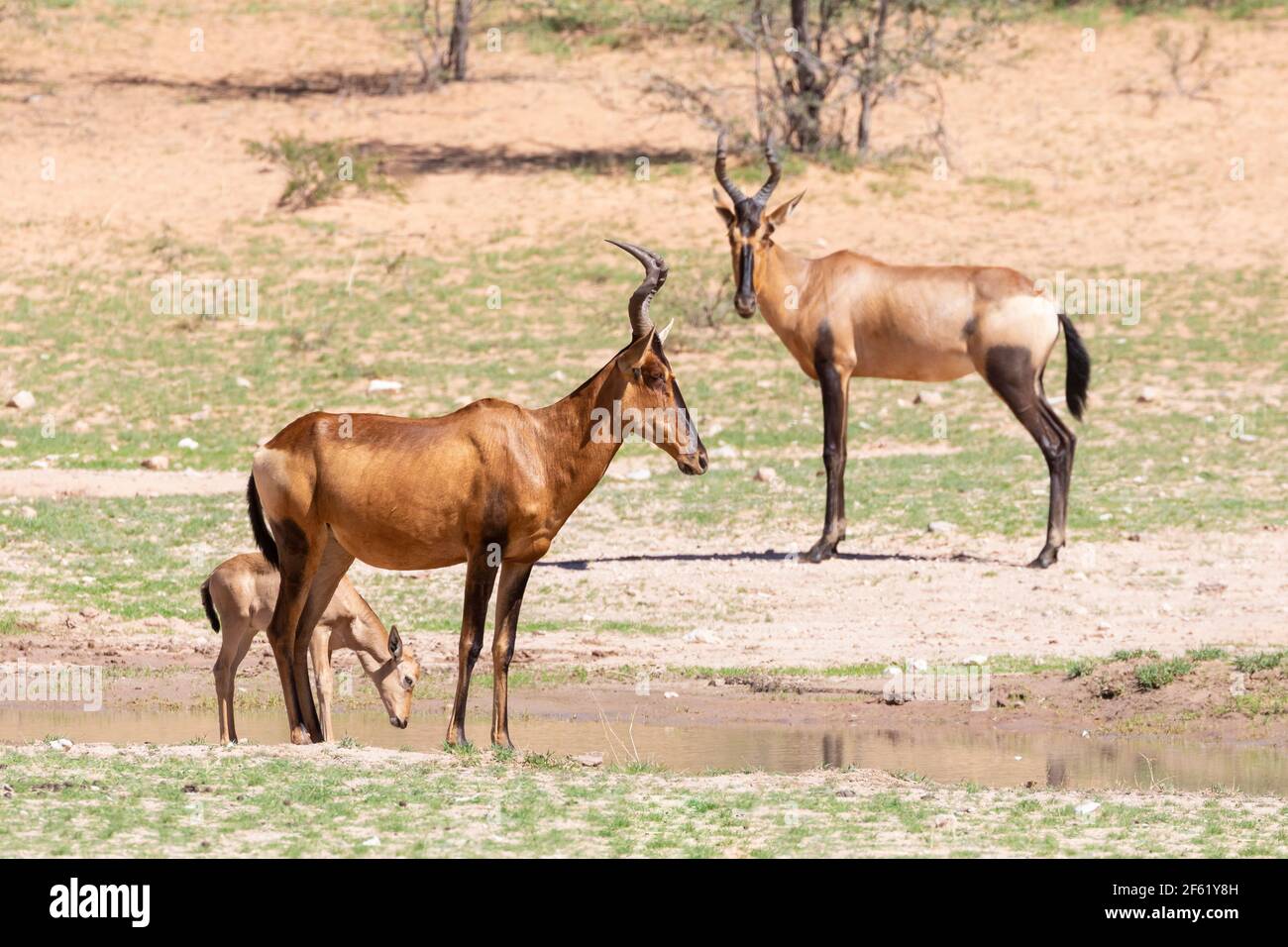 Hartebeest rouge (Alcelaphus buselaphus / caama) femelle avec un jeune veau au trou d'eau dans la vallée de la rivière Auob, parc transfrontalier Kgalagadi, Kalahari, Nort Banque D'Images